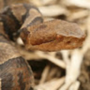 Meet your Posher, Doris